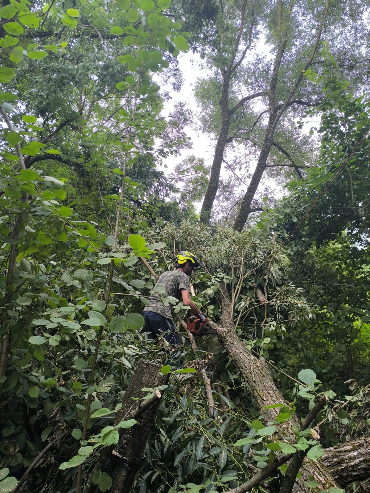 Audit Arbori și Securizare Festival Mumush - Urban Arboristica