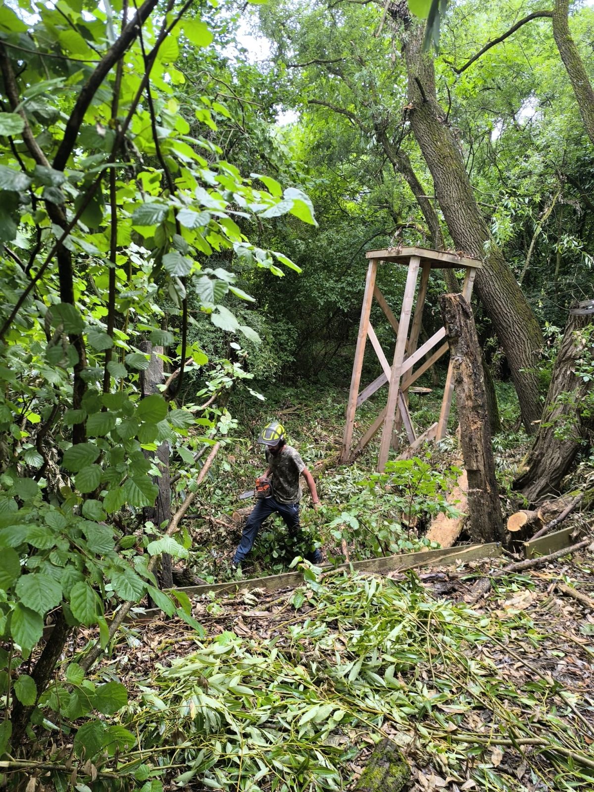 Audit Arbori și Securizare Festival Mumush - Urban Arboristica