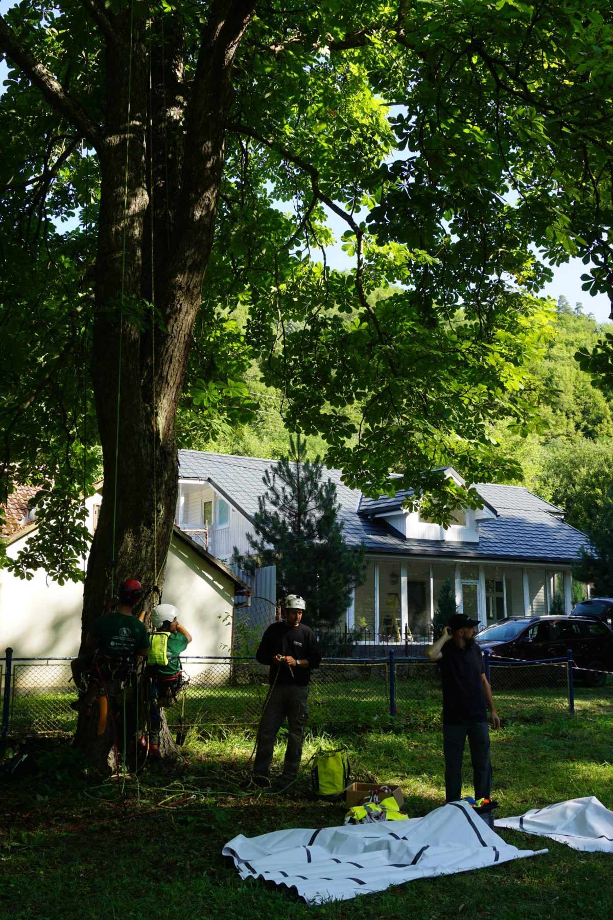 Pregatire - Competiția Națională de Cățărare în Arbori 2025 Simeria-Săcărămb