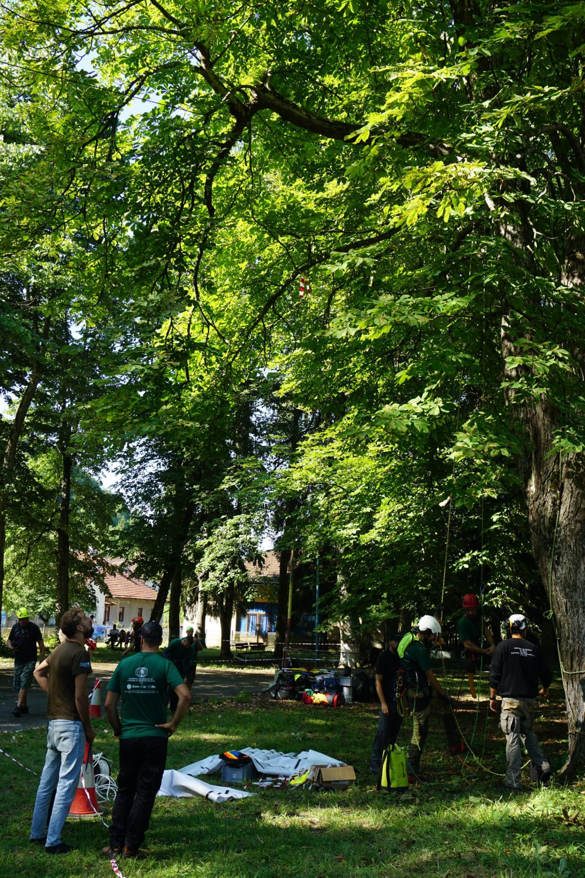 Competiția Națională de Cățărare în Arbori 2025 Simeria-Săcărămb