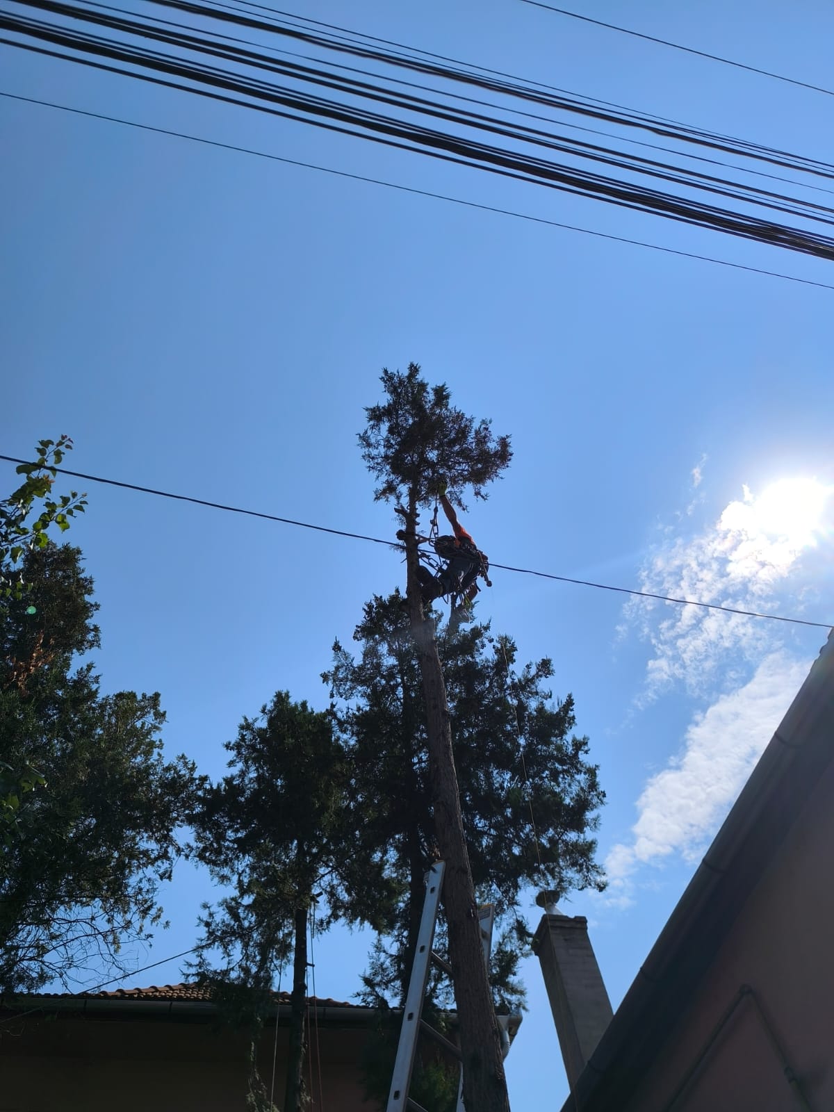 Urban Arboristica - Tăiere Tuia (Thuja spp.) – Mediaș, Sibiu