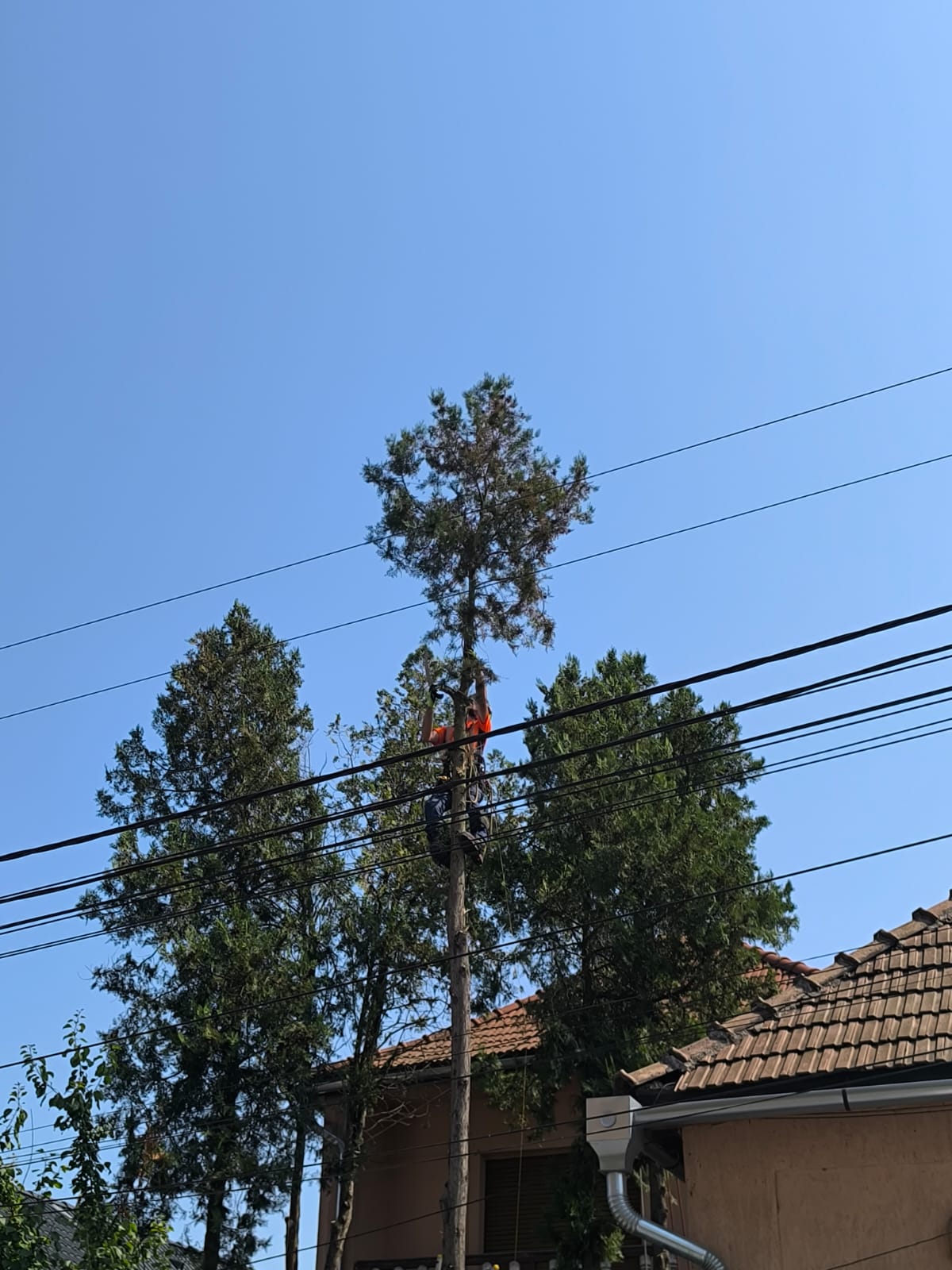 Urban Arboristica - Tăiere Tuia (Thuja spp.) – Mediaș, Sibiu