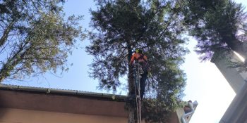 Lucrare Tăiere Tuia (Thuja spp.) – Mediaș, Sibiu