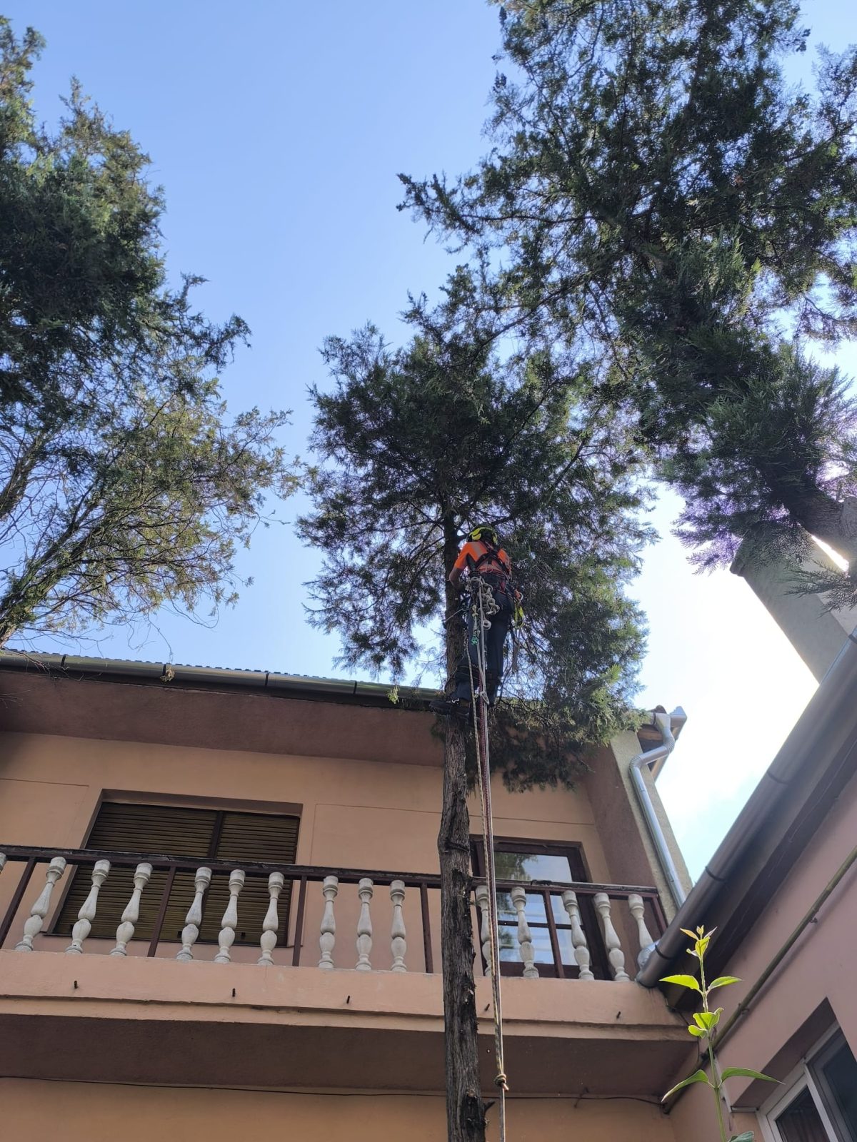 Lucrare Tăiere Tuia (Thuja spp.) – Mediaș, județul Sibiu - Urban Arboristica