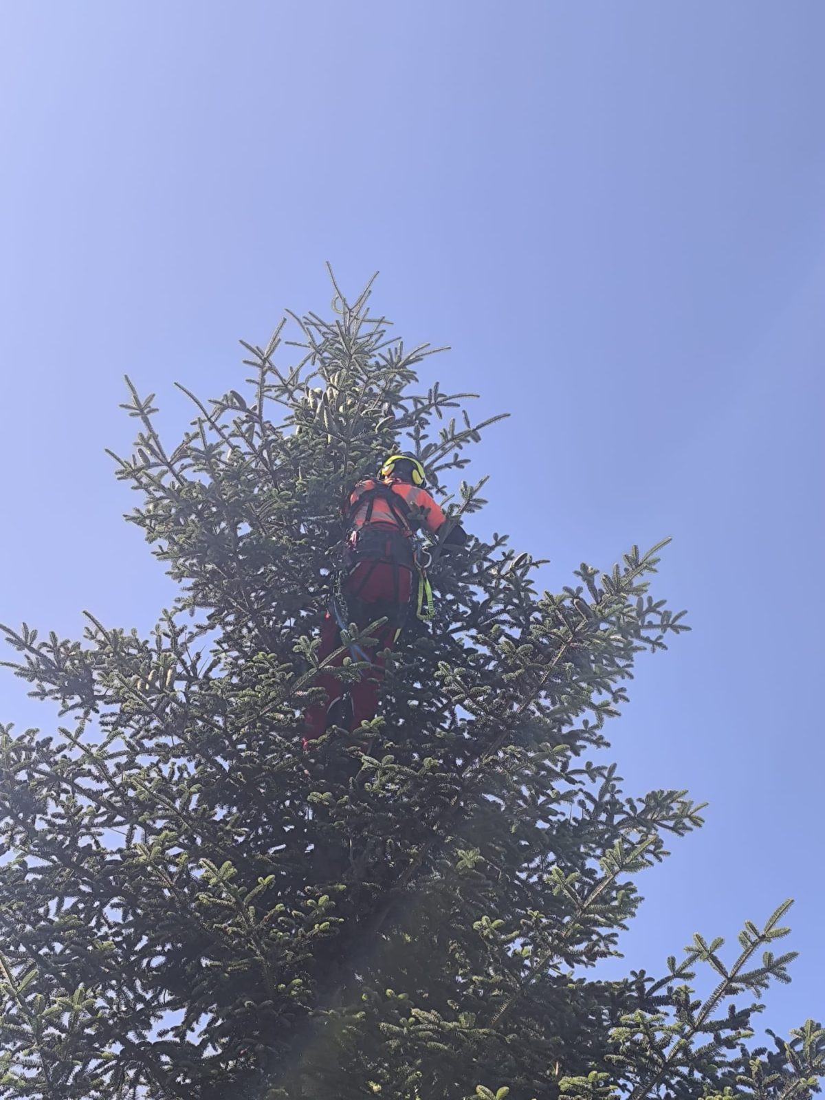Urban Arboristica - Toaletare Brad (Abies) – Târgu Mureș