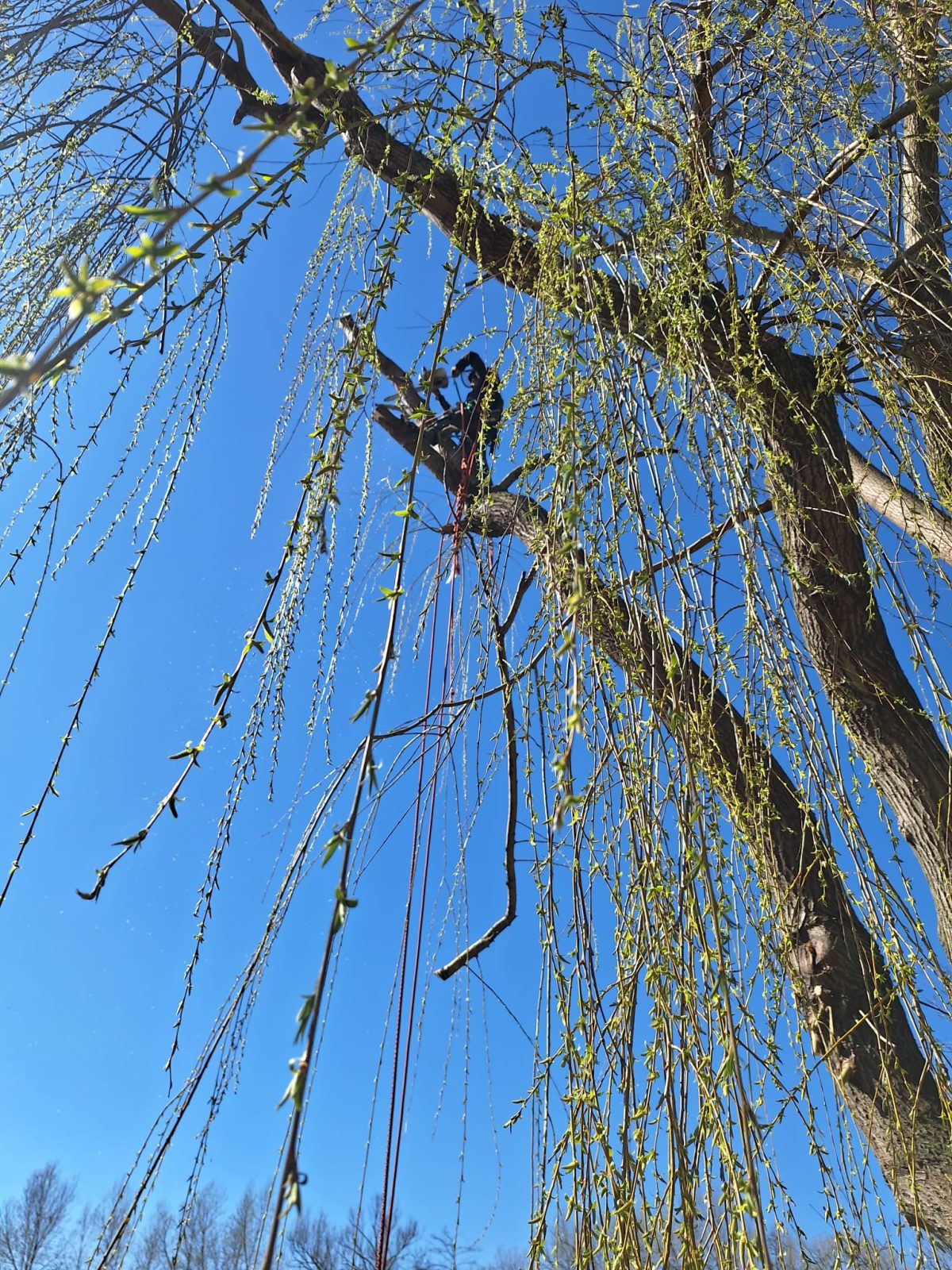 Specia Salcie (Salix) - Ghid Toaletare Urban Arboristica