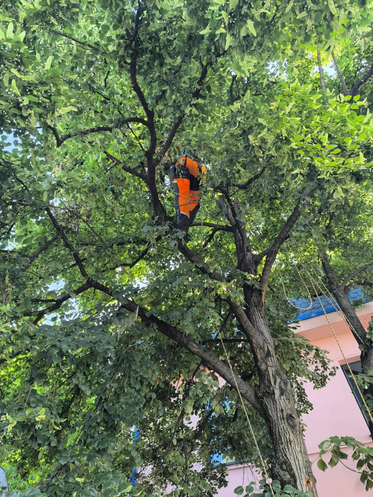 Urban Arboristica - Lucrare Toaletare Tei (Tilia) – Cluj-Napoca