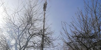 Specia MESTEACĂN (Betula)