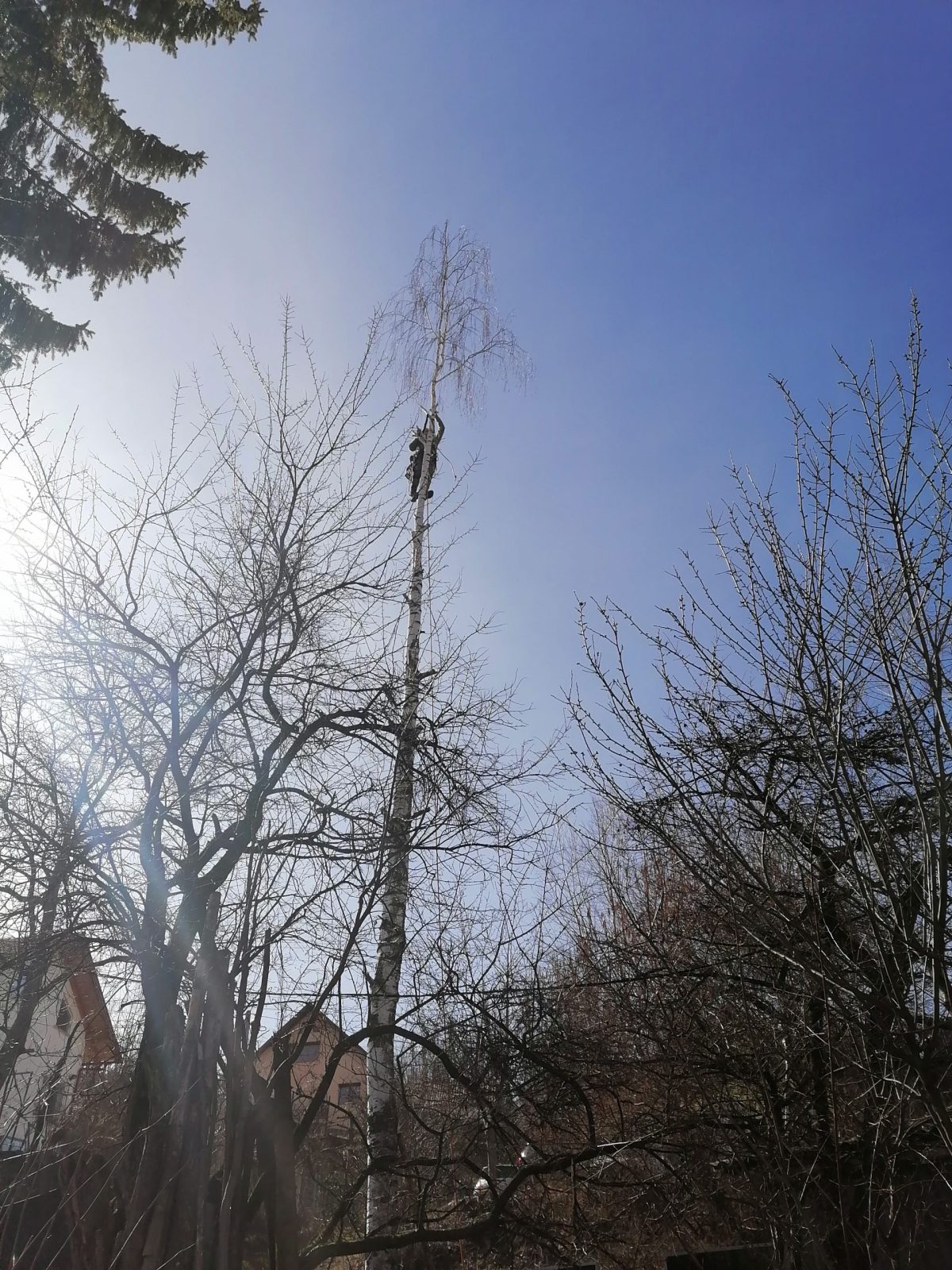 Mesteacănul (Betula), un arbore sau arbust din familia Betulaceae, este o specie emblematică și apreciată în România