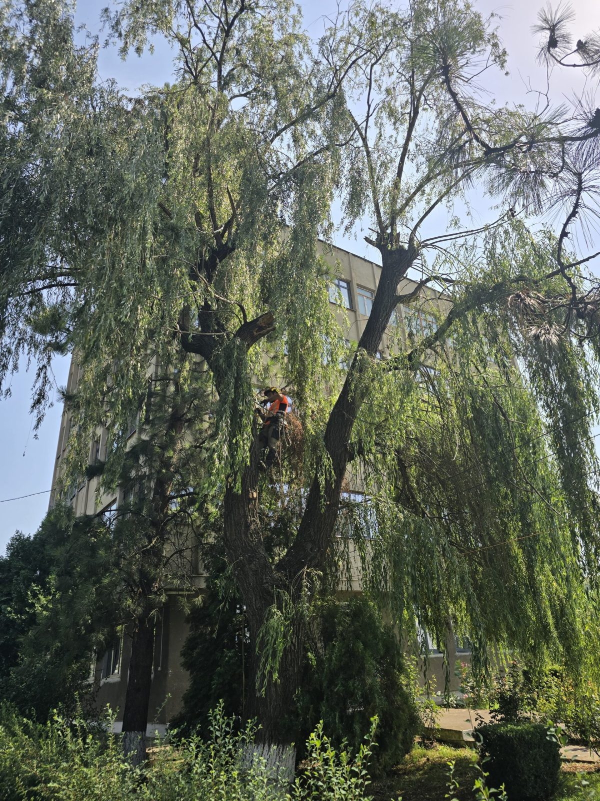 Specia Salcie (Salix) - Ghid Toaletare Urban Arboristica