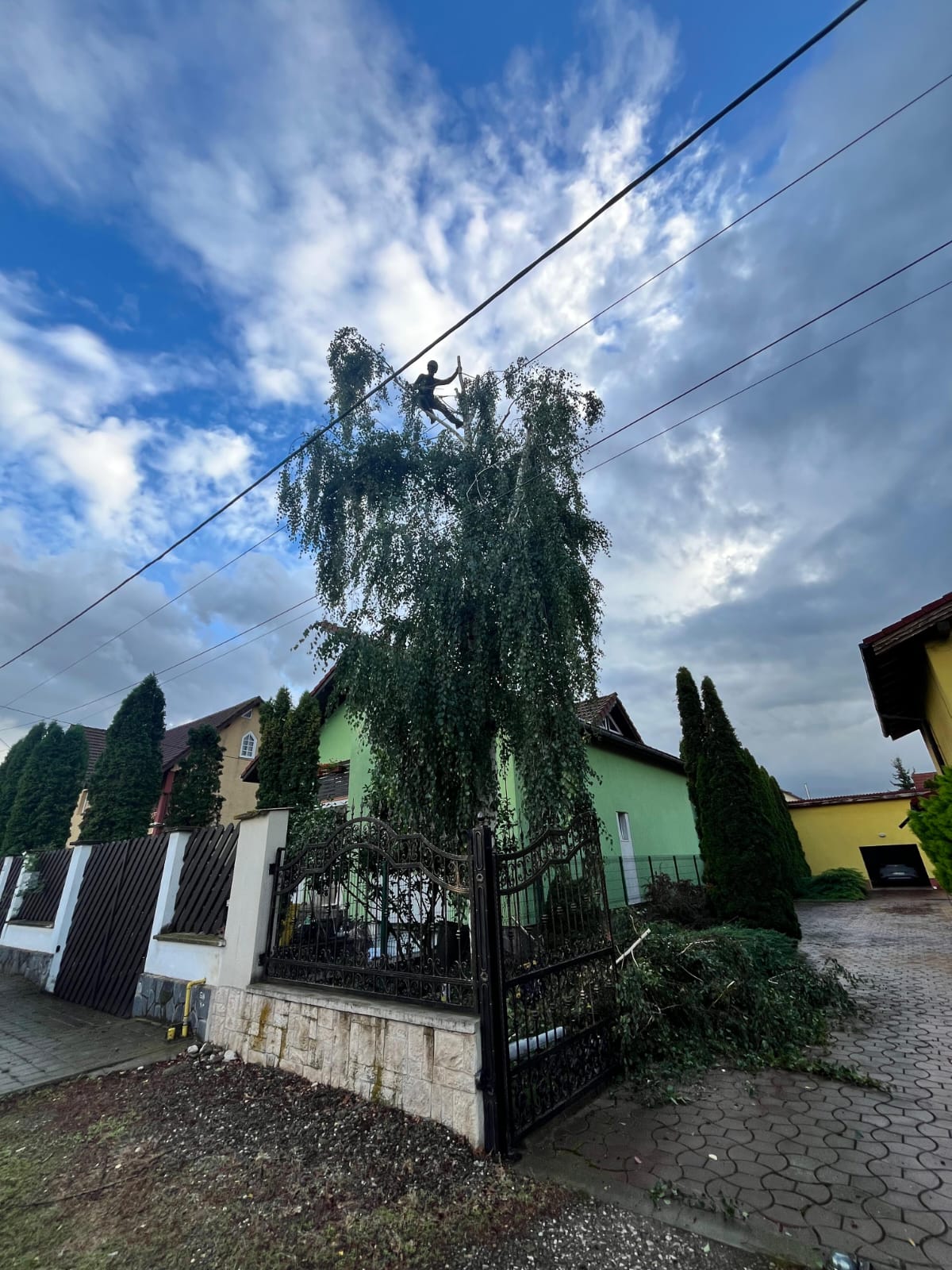 Urban Arboristica - Lucrare Toaletare Reducere Coronament Mesteacăn (Betula) – Hărman, Brașov