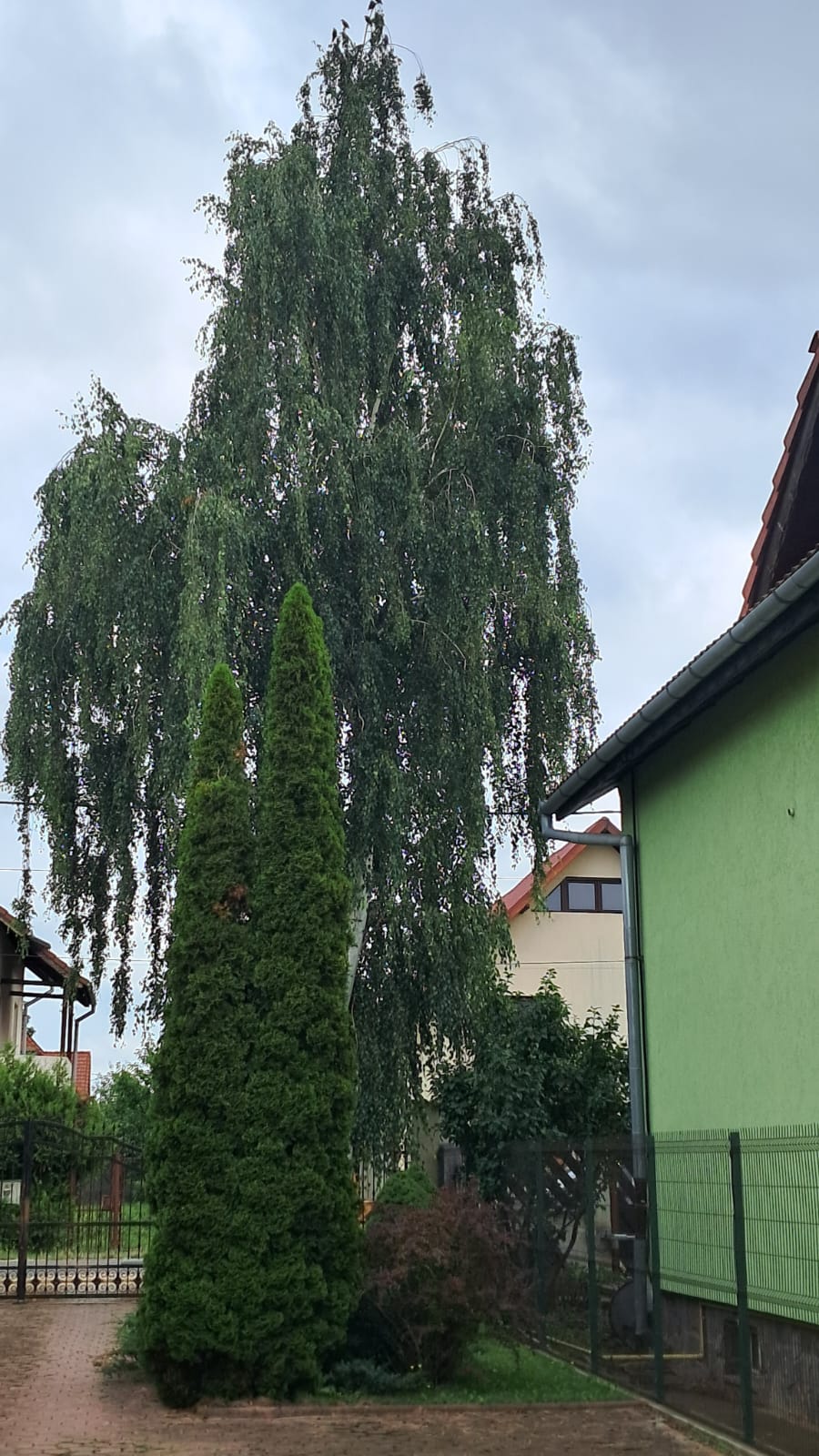 Urban Arboristica - Lucrare Toaletare Reducere Coronament Mesteacăn (Betula) – Hărman, Brașov