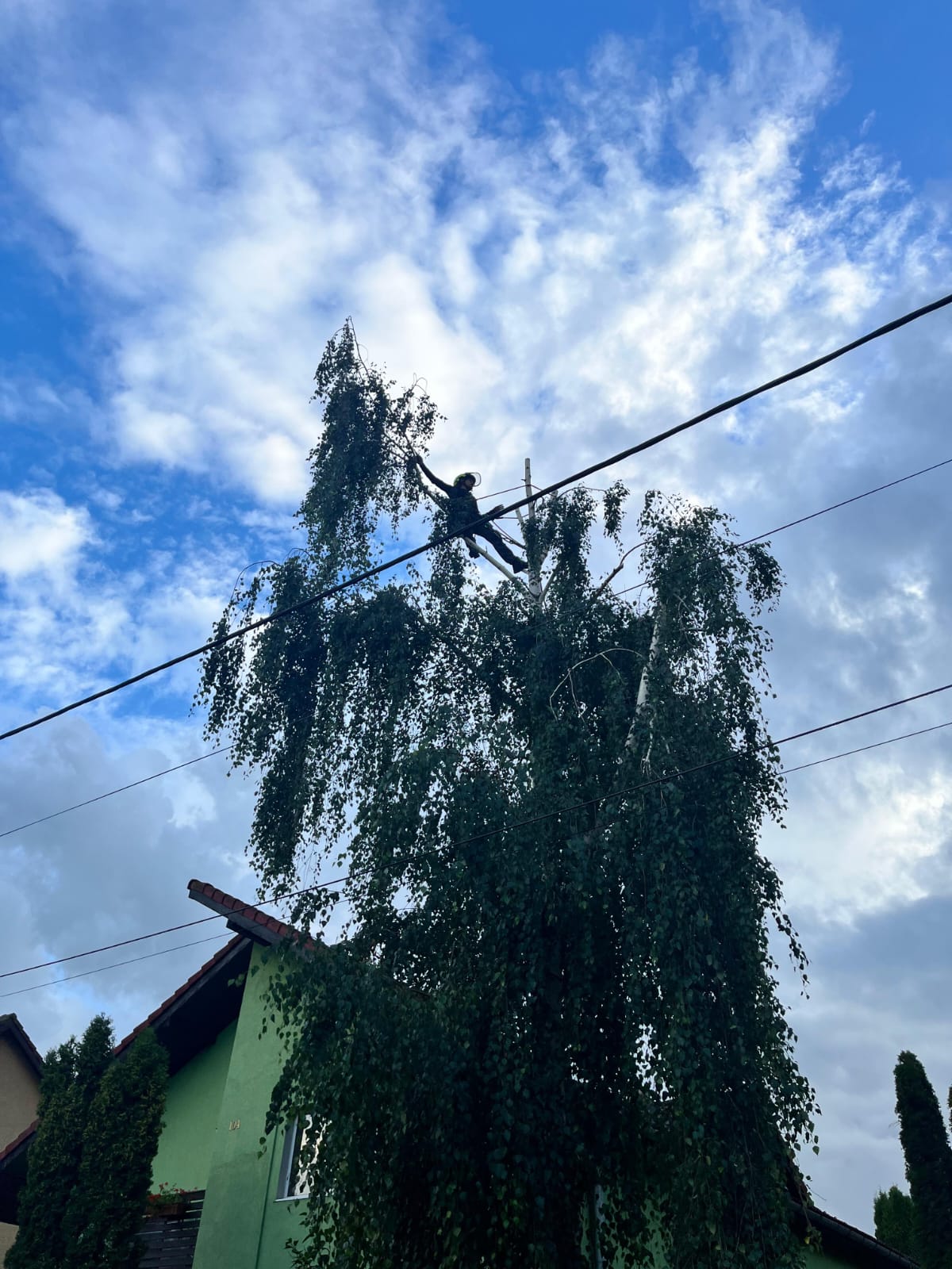 Urban Arboristica - Lucrare Toaletare Reducere Coronament Mesteacăn (Betula) – Hărman, Brașov