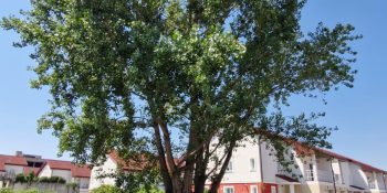 Lucrare Toaletare Reducere Coronament Plop (Populus) – Voluntari, Ilfov