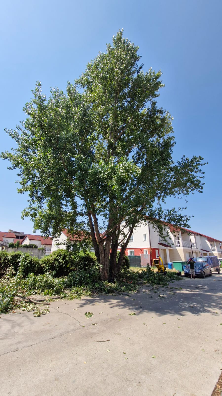 Lucrare Toaletare Reducere Coronament Plop (Populus) – Voluntari, Ilfov - Urban Arboristica