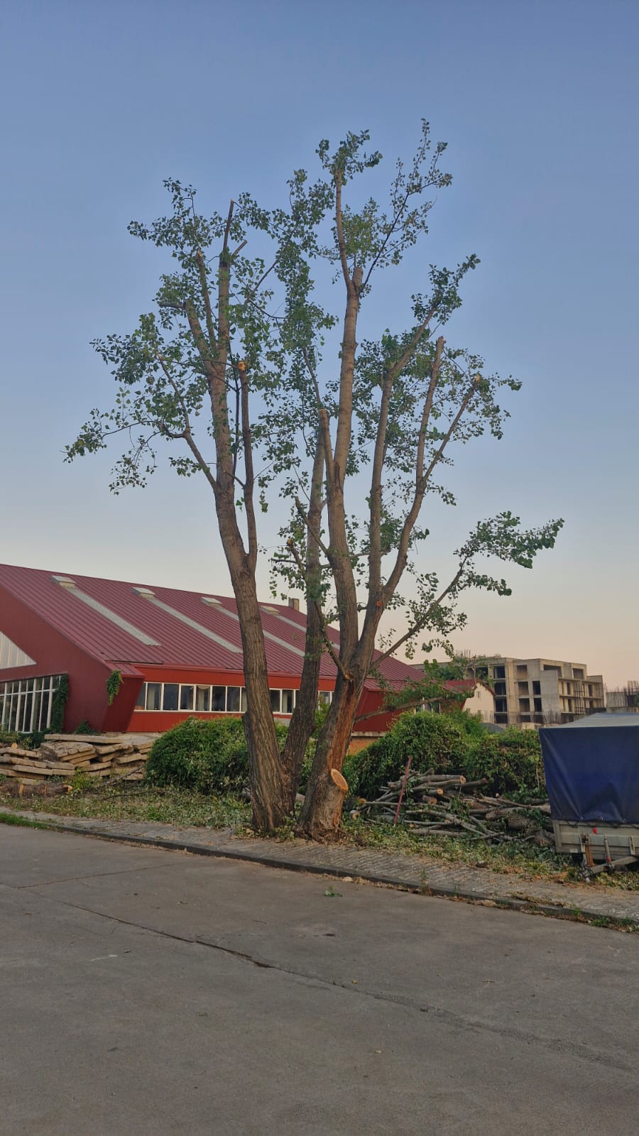 Toaletare Plop Voluntari, Ilfov - Arboristica.ro