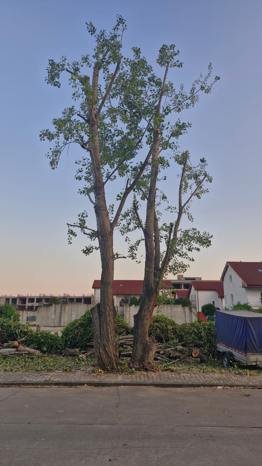 Lucrare Toaletare Reducere Coronament Plop (Populus) – Voluntari, Ilfov