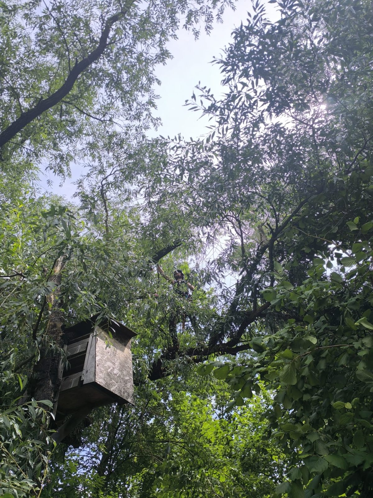 Audit Arbori și Securizare Festival Mumush - Urban Arboristica