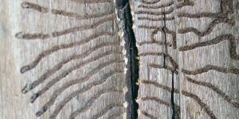 Boala Olandeză a Ulmului (Dutch Elm Disease DED): Ghid Prevenție & Tratament