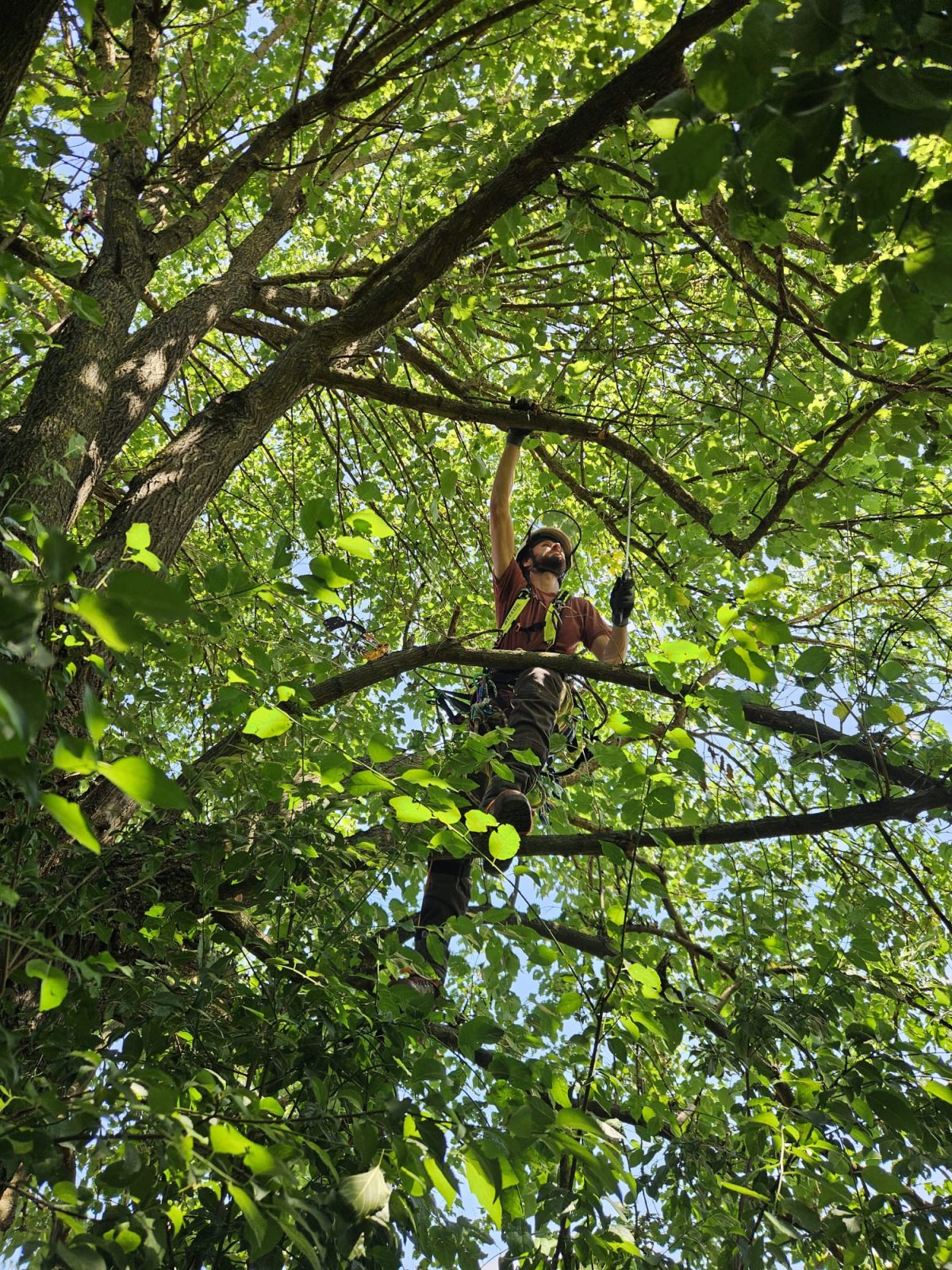Dudul (Morus), arbore din familia Moraceae, este o specie valoroasă și apreciată în România.
