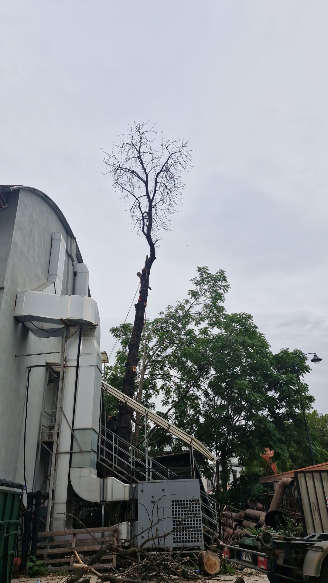 Urban Arboristica - Intervenție Doborâre Castan Periculos Teatrul Bulanda - București