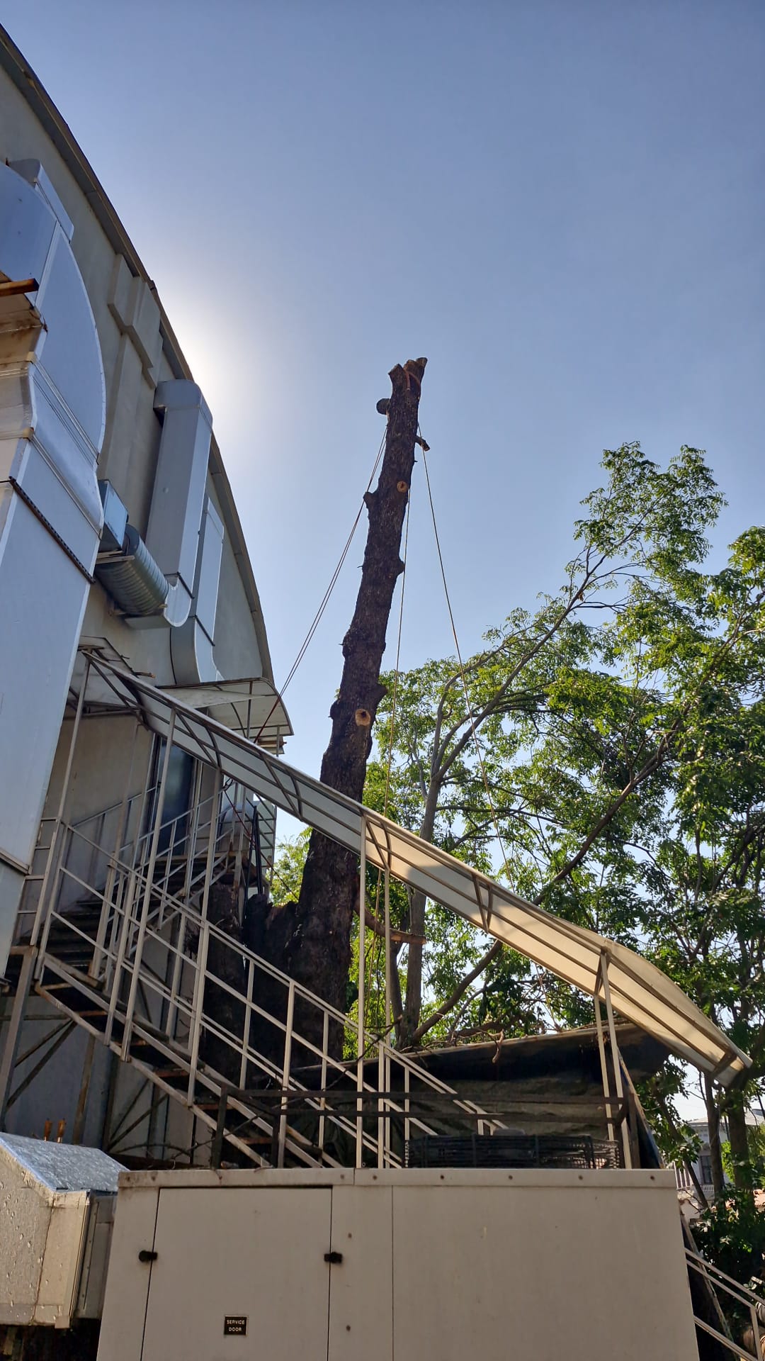 Urban Arboristica - Intervenție Doborâre Castan Periculos Teatrul Bulanda - București