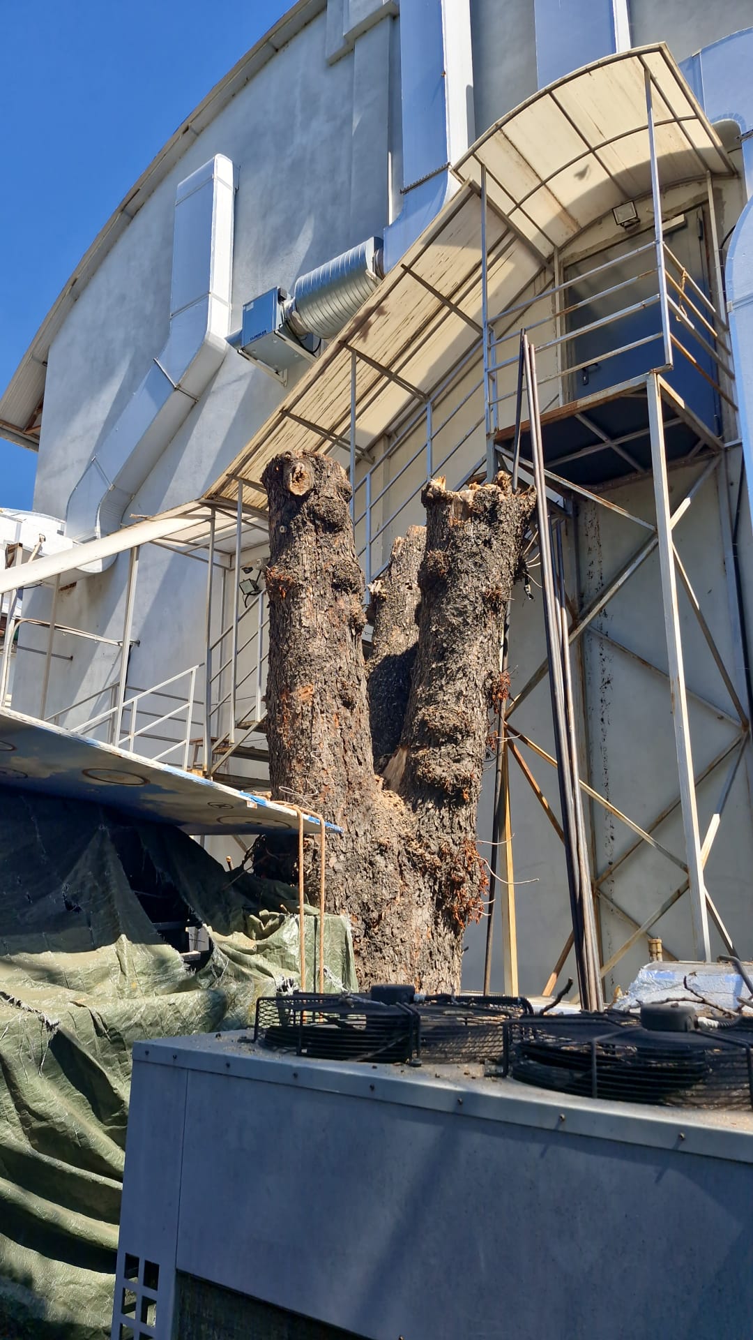 Urban Arboristica - Intervenție Doborâre Castan Periculos Teatrul Bulanda - București