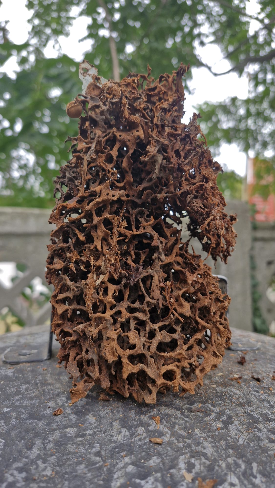 Cryphonectria parasitica este un fung ascomycet responsabil de boala cunoscută sub numele de cancerul cortical al castanului.