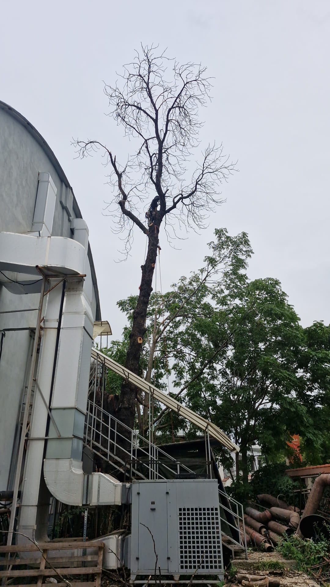 Urban Arboristica - Intervenție Doborâre Castan Periculos Teatrul Bulanda - București