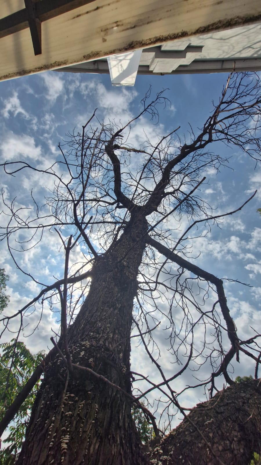 Urban Arboristica - Intervenție Doborâre Castan Periculos Teatrul Bulanda - București