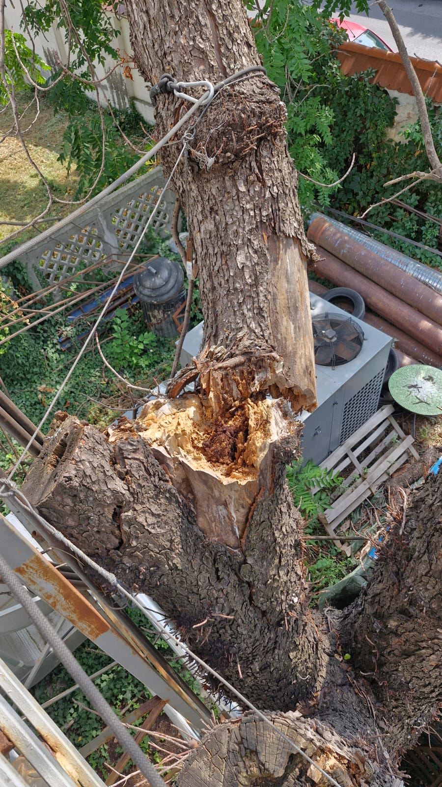 Urban Arboristica - Intervenție Doborâre Castan Periculos Teatrul Bulanda - București