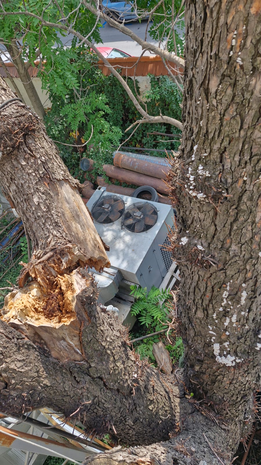 Urban Arboristica - Intervenție Doborâre Castan Periculos Teatrul Bulanda - București