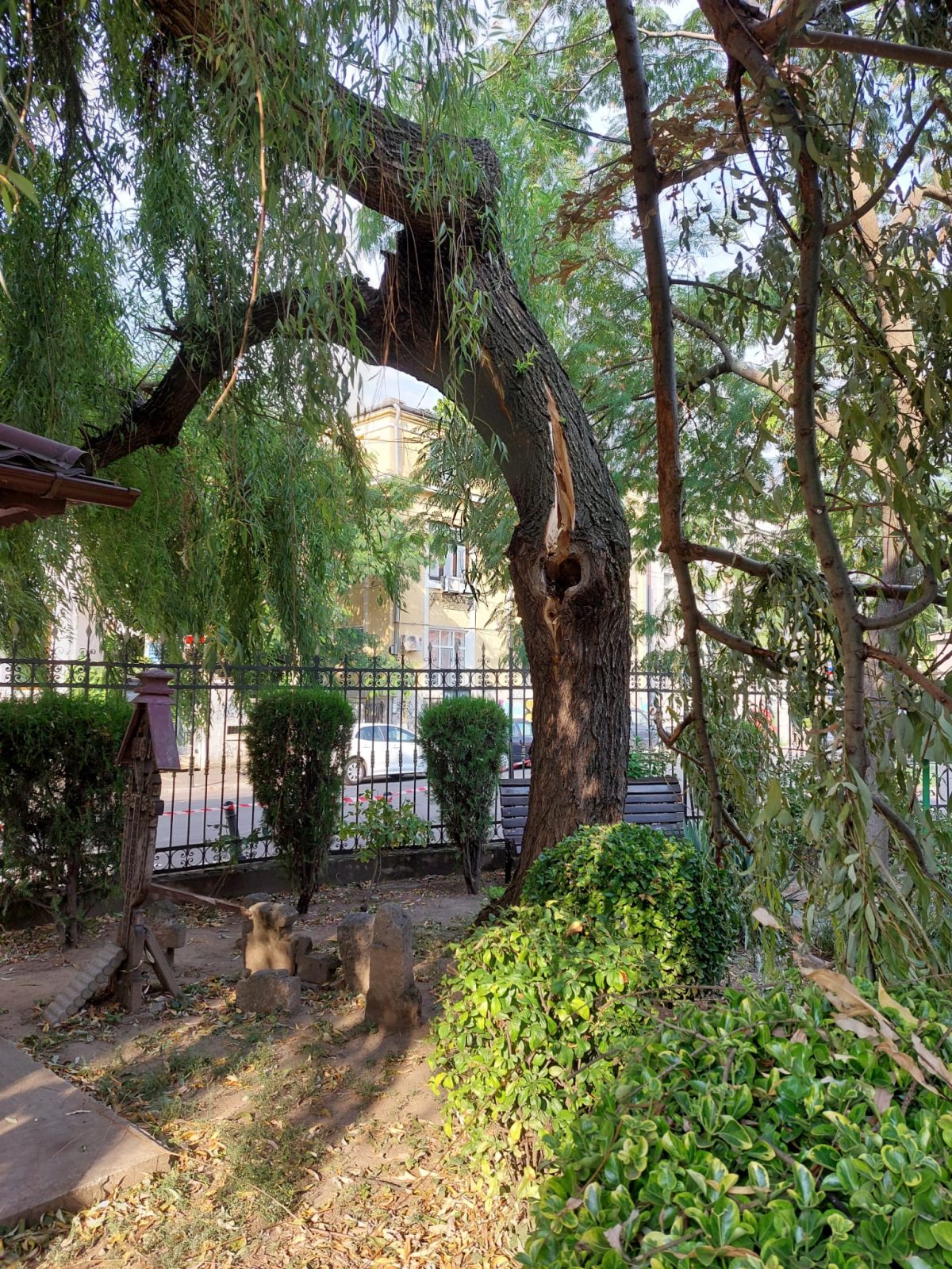 Urban Arboristica - Intervenție Tăiere Salcie Prăbușită după Furtună - București
