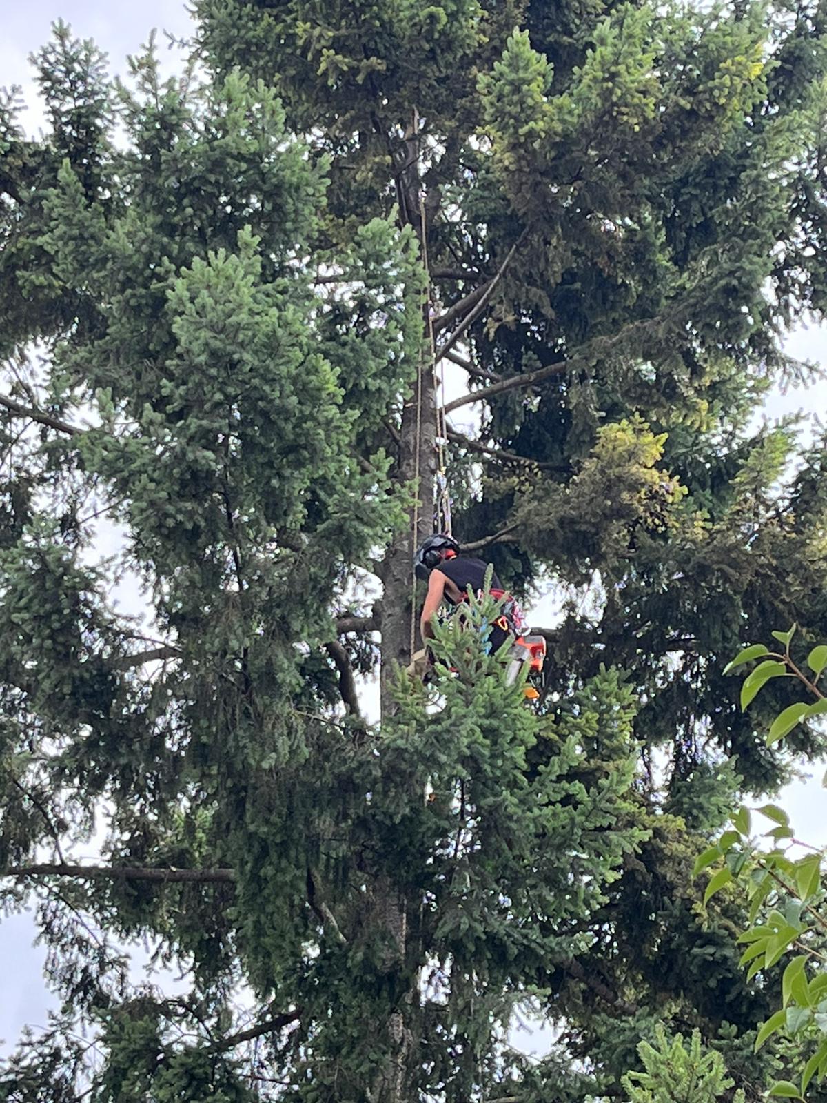 Urban Arboristica - Intervenție Toaletare Brad (Abies) 22 Metri Înălțime - Cluj-Napoca