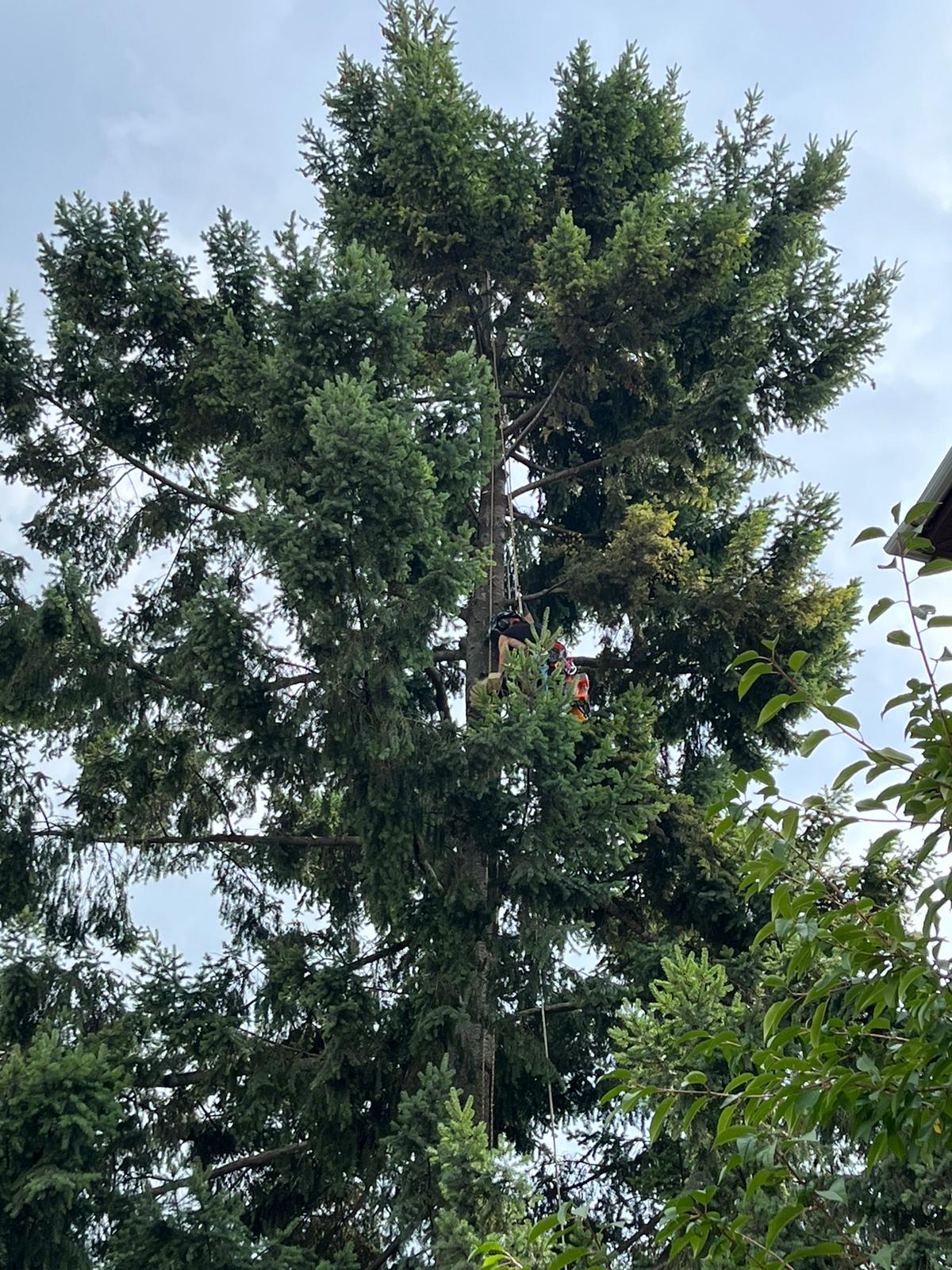 Urban Arboristica - Intervenție Toaletare Brad (Abies) 22 Metri Înălțime - Cluj-Napoca
