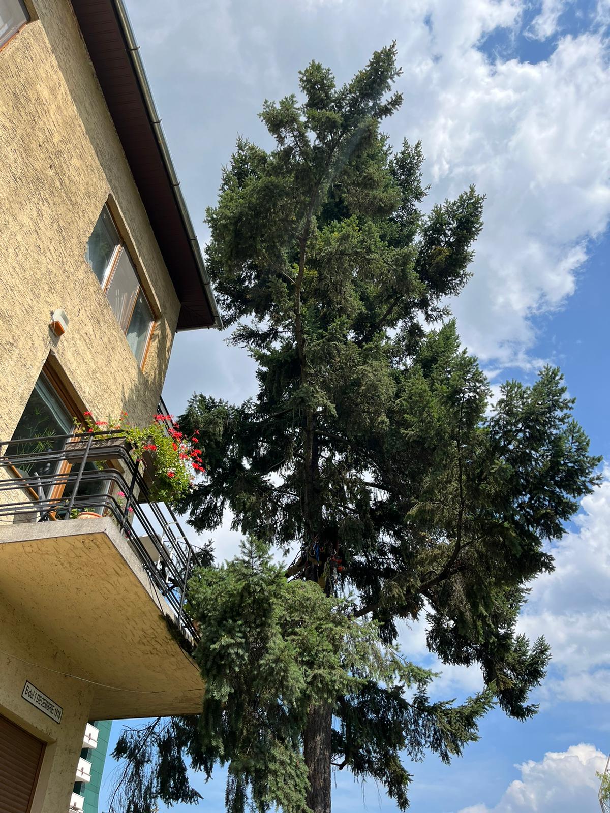 Urban Arboristica - Intervenție Toaletare Brad (Abies) 22 Metri Înălțime - Cluj-Napoca