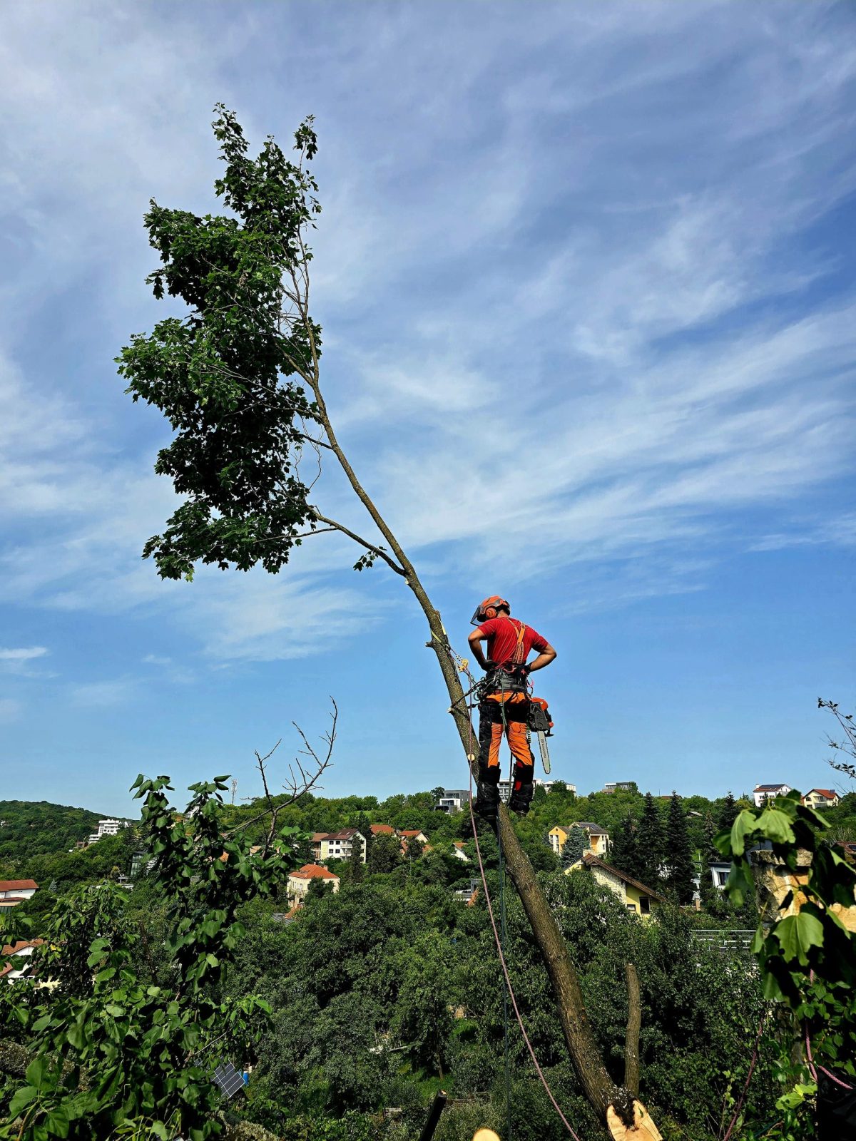 Îndepărtarea controlată a porțiunii instabile a arborelui pentru a elimina riscul de cădere necontrolată - Urban Arboristica