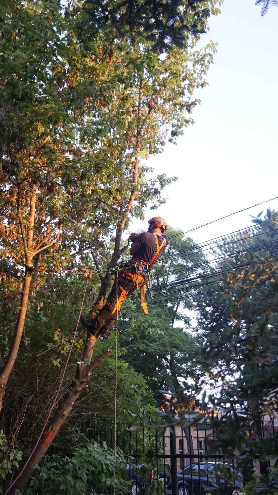 Urban Arboristica a realizat un proiect complex de întreținere a spațiilor verzi pentru trei proprietăți aparținând Hidroelectrica în Cluj-Napoca