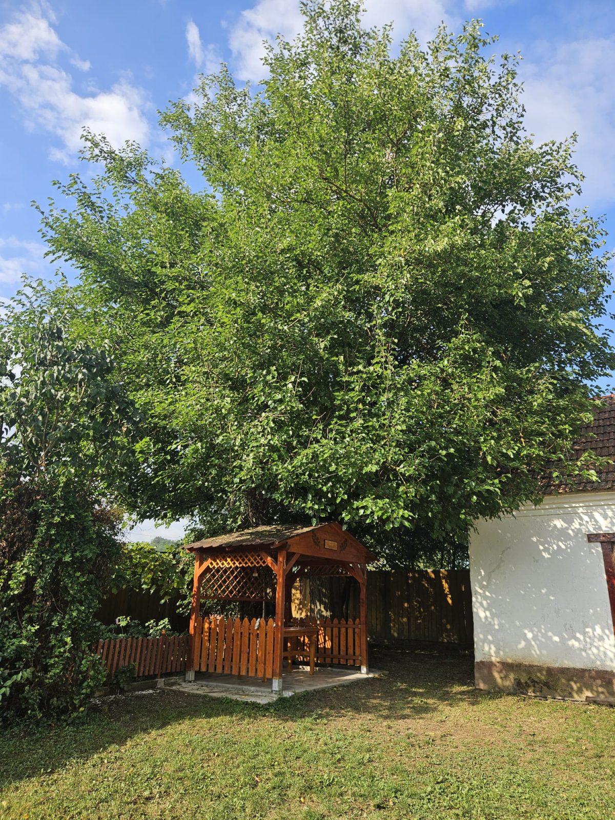 Lucrare Toaletare Dud (Morus spp.) – Lăpugiu de Jos, Hunedoara
