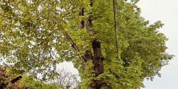 Specia CASTAN (Castanea)