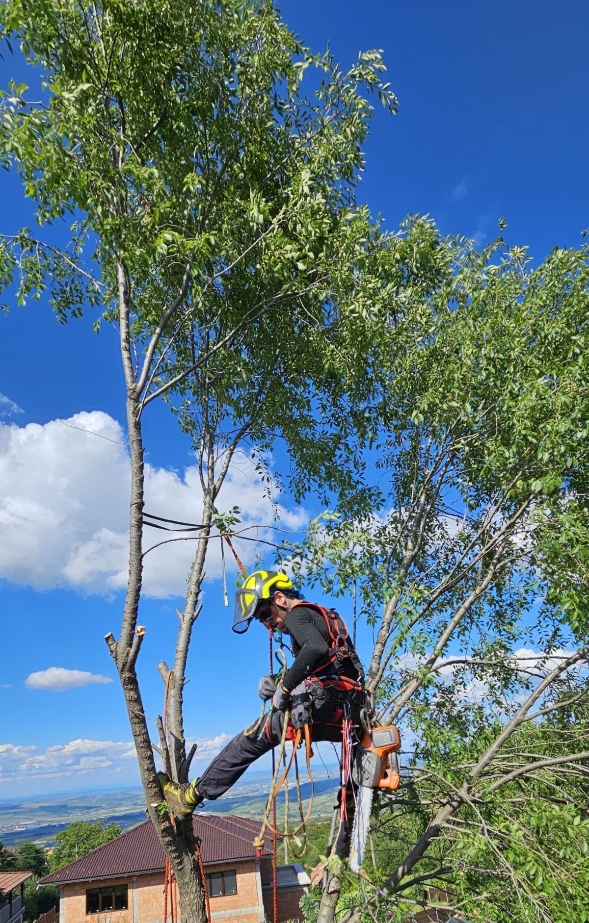 Urban Arboristica - Ulmul (Ulmus), un arbore din familia Ulmaceae, este o specie emblematică și apreciată în România.