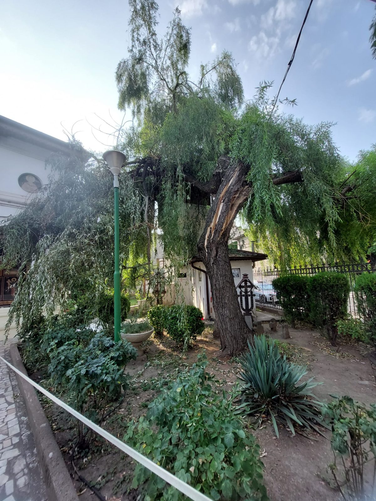 Urban Arboristica - Intervenție Tăiere Salcie Prăbușită după Furtună - București