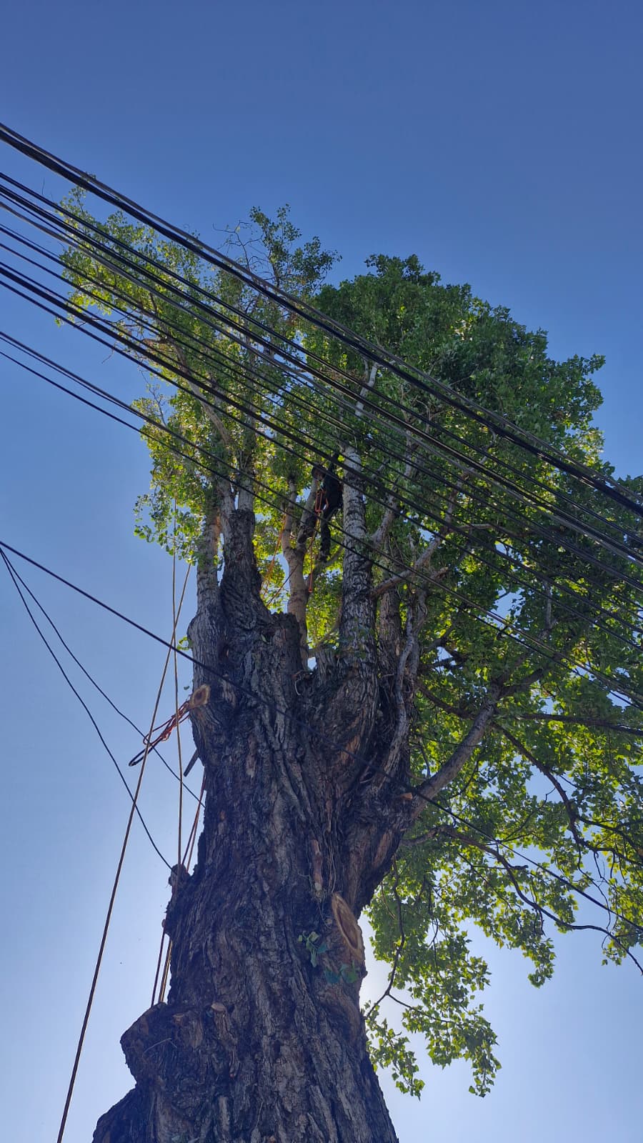 Urban Arboristica - Intervenție Doborâre Plop (Populus) 20 Metri Înălțime - București