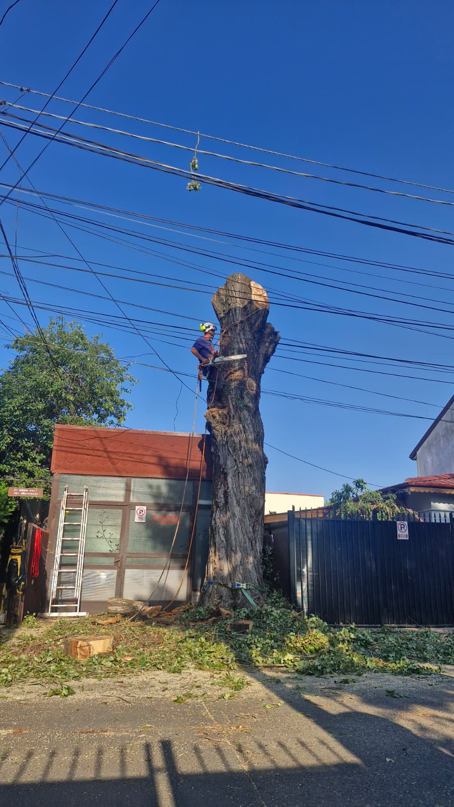 Urban Arboristica - Doborâre Plop (Populus) 20 Metri Înălțime - București.