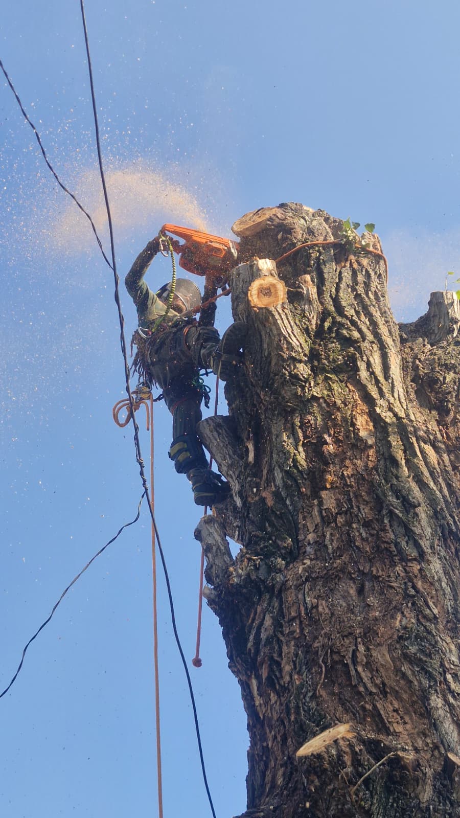 Urban Arboristica - Doborâre Plop (Populus) 20 Metri Înălțime - București.