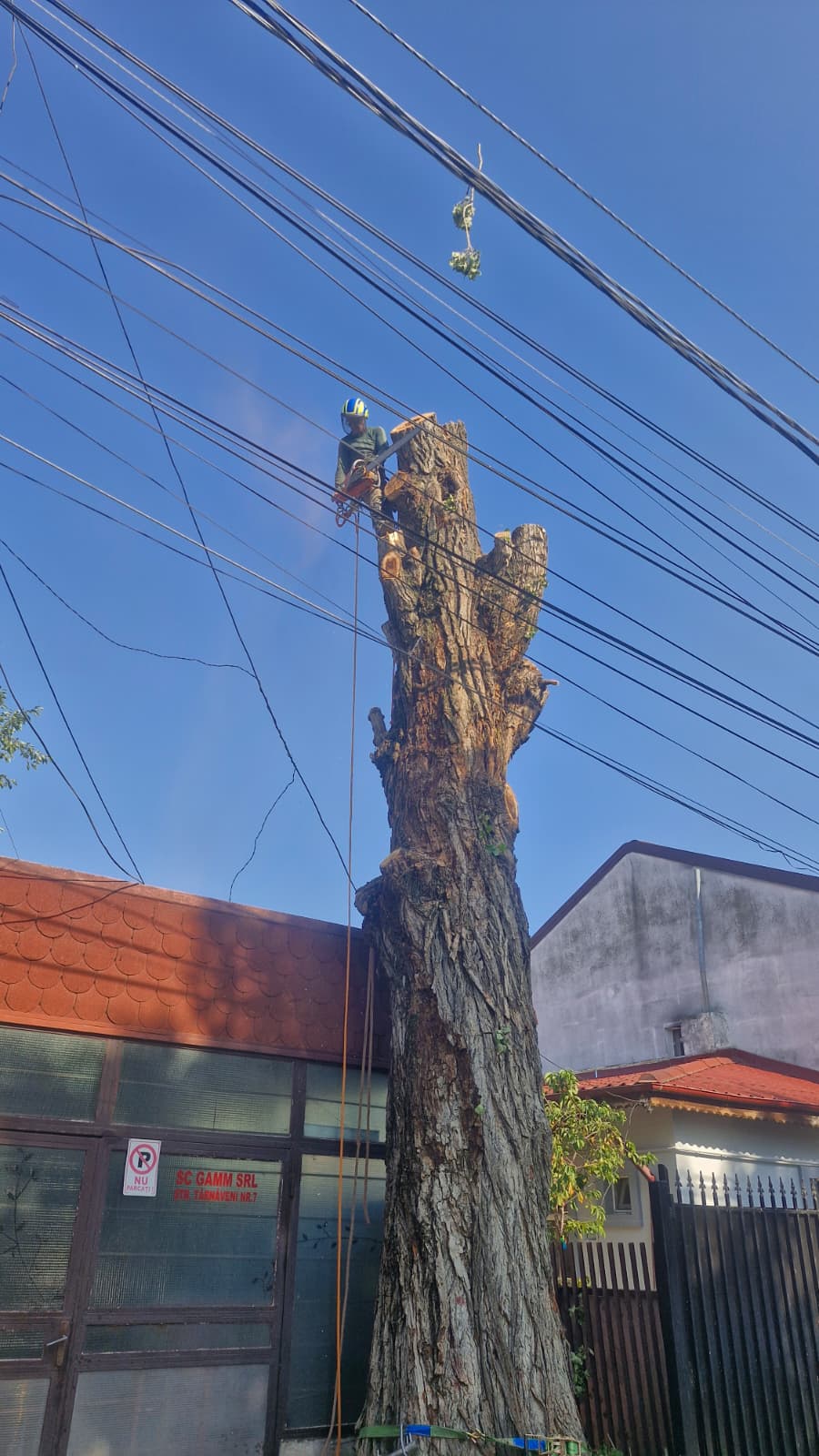 Urban Arboristica - Doborâre Plop (Populus) 20 Metri Înălțime - București.