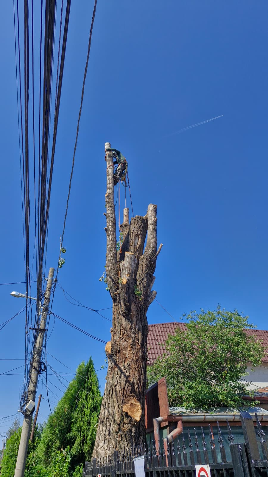 Urban Arboristica - Doborâre Plop (Populus) 20 Metri Înălțime - București.