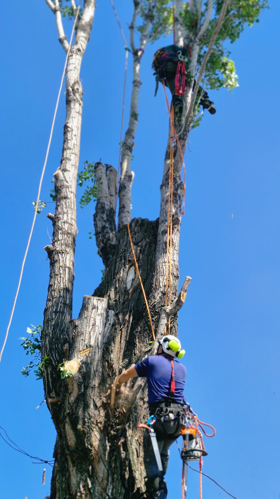 Urban Arboristica - Doborâre Plop (Populus) 20 Metri Înălțime - București.