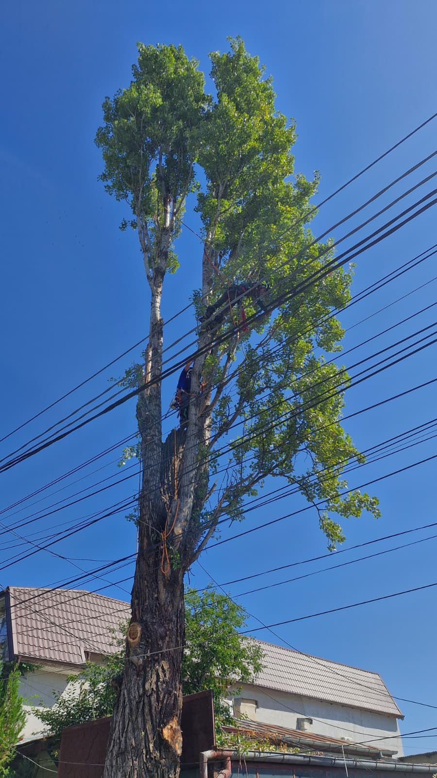 Urban Arboristica - Intervenție Doborâre Plop (Populus) 20 Metri Înălțime - București