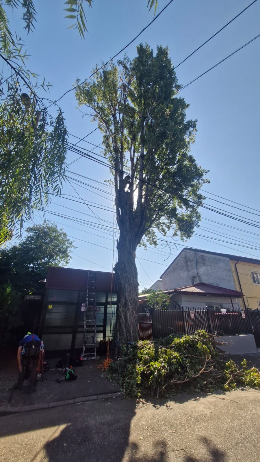 Urban Arboristica - Intervenție Doborâre Plop (Populus) 20 Metri Înălțime - București